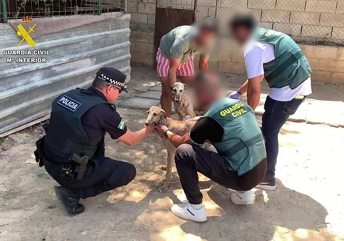 Los perros han sido devueltos a su legítimo propietario
