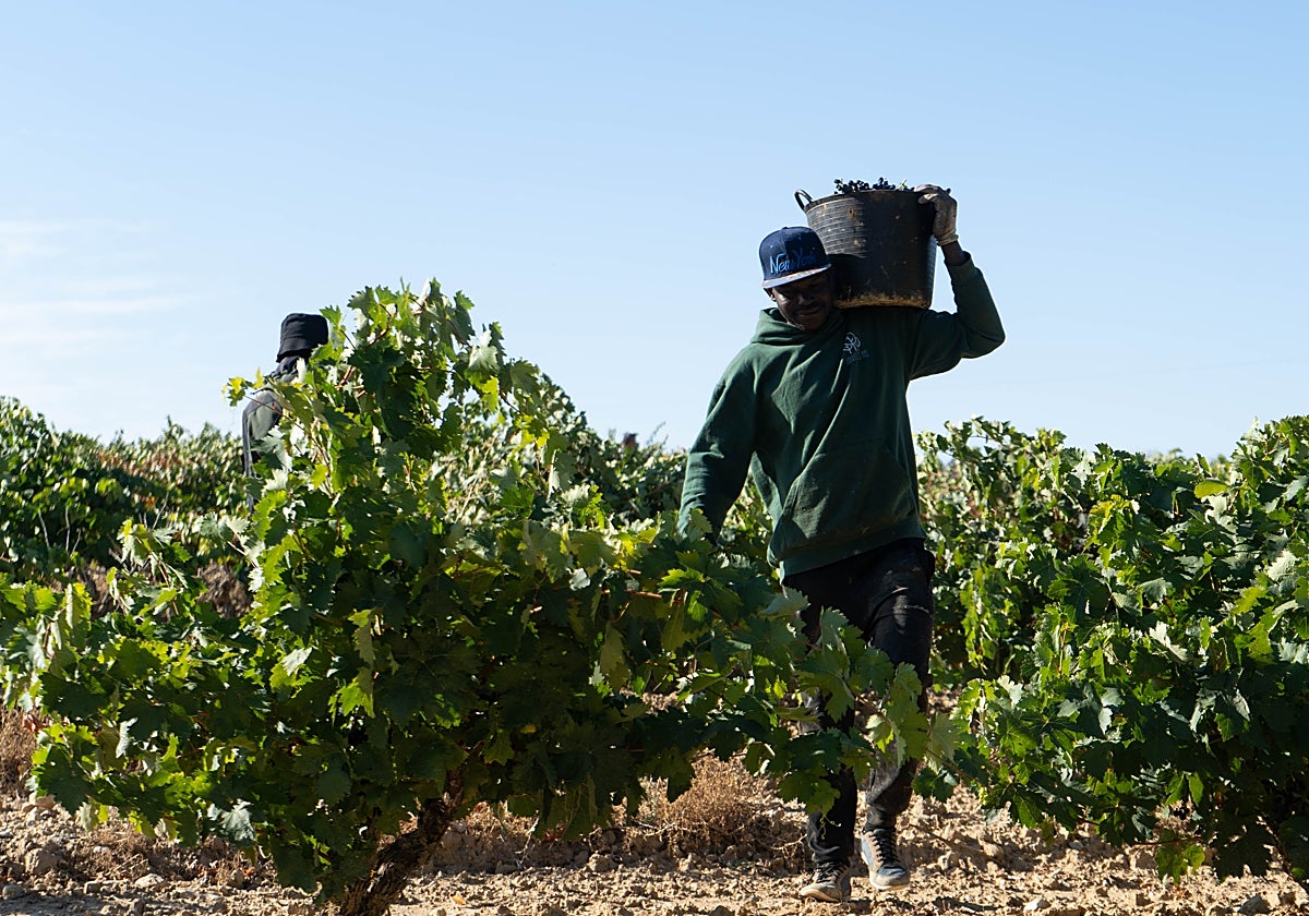 La última ola de calor y los hongos reducen en un 40% la vendimia del Marco de Jerez