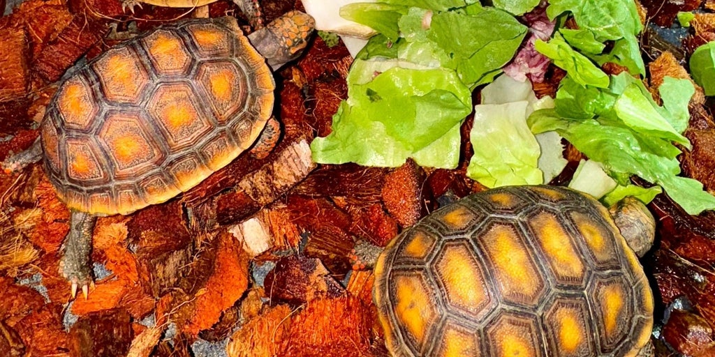 Desde serpientes y escorpiones a perros: el peculiar mercadillo de un pueblo de Sevilla en el que puedes comprar todo tipo de animales