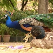 Aparecen tres pavos muertos en la guardería ubicada junto al Real Alcázar de Sevilla