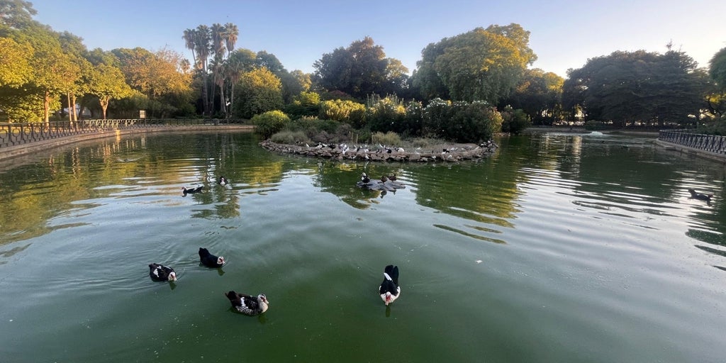 Aparecen otros dos gansos muertos en el Parque de los Príncipes de Sevilla