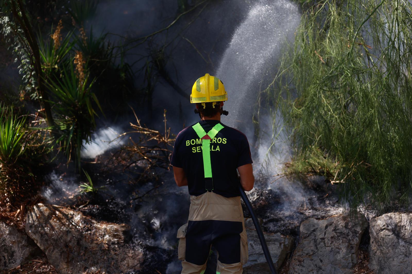 El incendio de la arboleda junto al Auditorio Rocío Jurado de la Cartuja, en imágenes