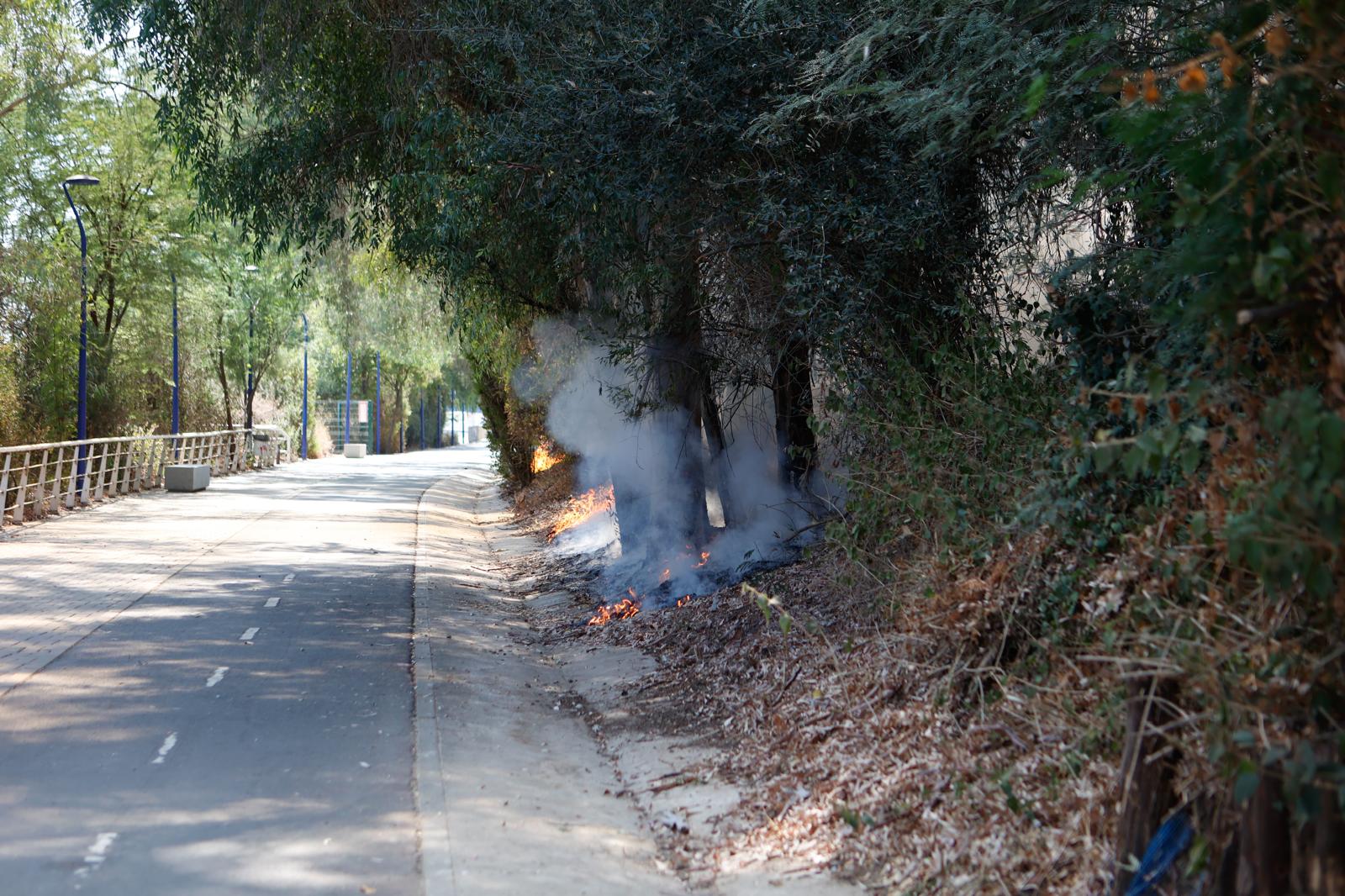 El incendio de la arboleda junto al Auditorio Rocío Jurado de la Cartuja, en imágenes