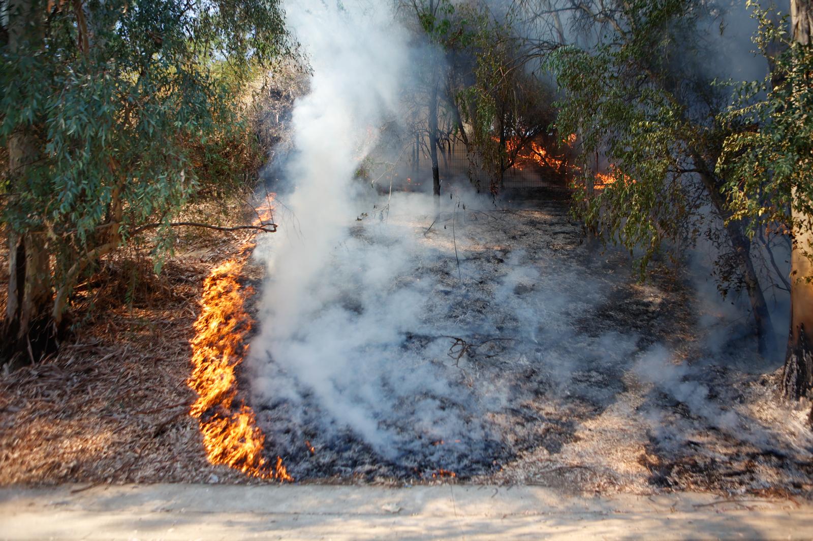 El incendio de la arboleda junto al Auditorio Rocío Jurado de la Cartuja, en imágenes