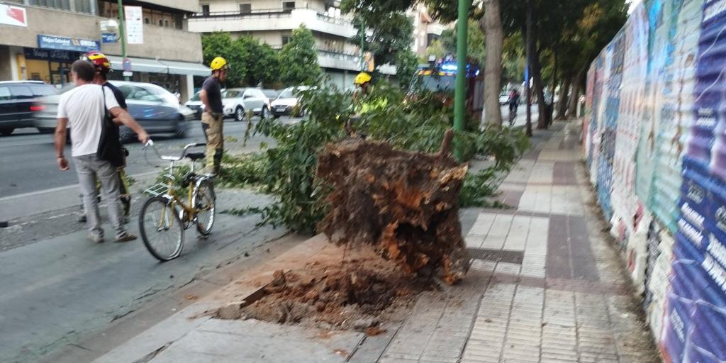 Cae un árbol de grandes dimensiones en mitad de la Avenida Menéndez Pelayo