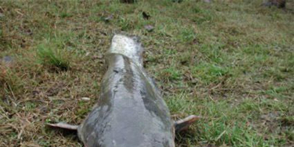 La amenaza de la llegada del siluro del Guadalquivir a Doñana sería «un colapso para el ecosistema»