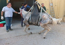 Rescatan en Aznalcóllar un caballo abandonado y en situación de extrema desnutrición y deshidratación