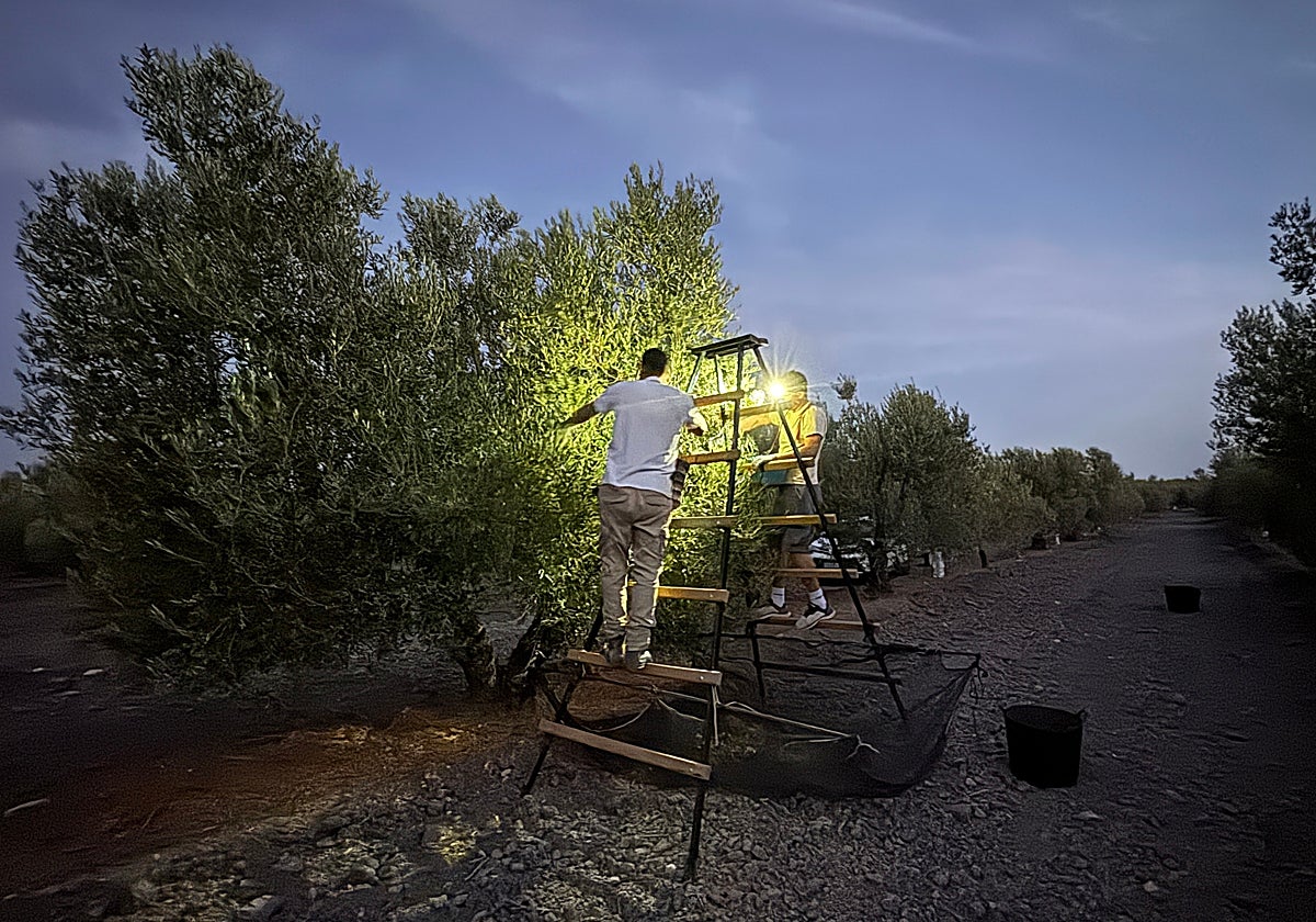 La jornada comienza a las 5:30 de la madrugada, a los trabajadores les amanece en el campo