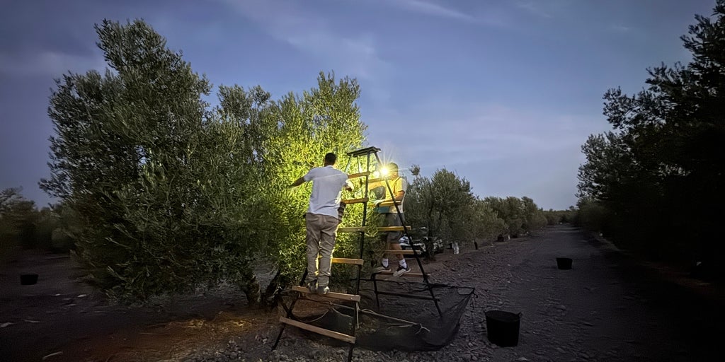UNA CAMPAÑA DE VERDEO QUE ESPERA LA LLUVIA Y SIGUE SIN TRABAJADORES PARA RECOGER LA COSECHA