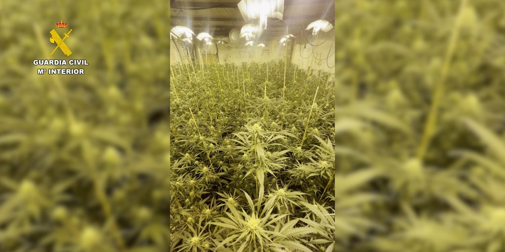 La Guardia Civil de Lora del Río interviene 300 plantas de marihuana