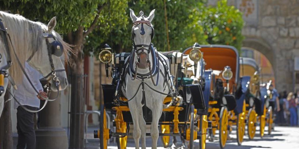 Podemos pide un referéndum para decidir el futuro de los coches de caballos en Sevilla
