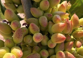 La 'revolución verde': el cultivo del pistacho se dispara y multiplica la rentabilidad del olivar