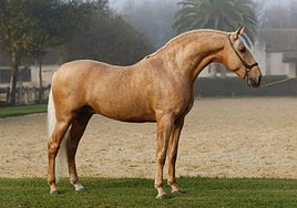 Yeguada Torreluna anuncia que pone a la venta toda su ganadería