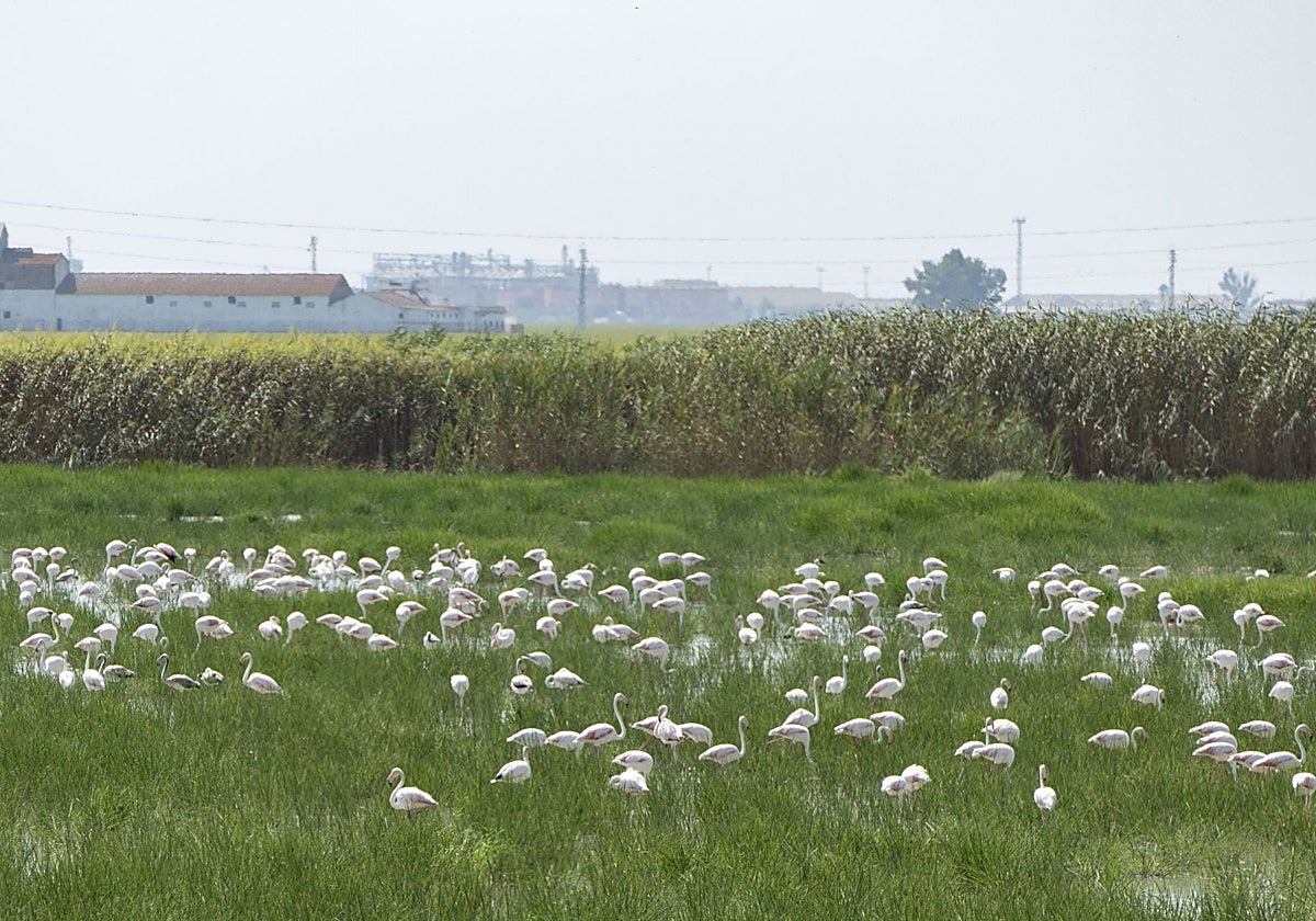 Imagen de una zona natural de Aznalcázar próxima a Doñana