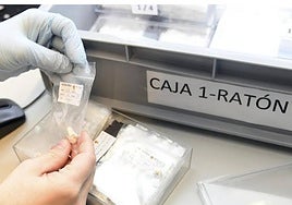 El Ratón Pérez visita Sevilla: la Casa de la Ciencia busca dientes infantiles con fines científicos