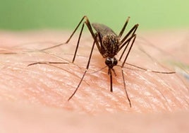 La fiebre del Nilo vuelve a la provincia de Sevilla: Salud confirma un segundo caso en un vecino de Morón y otro en estudio en La Rinconada