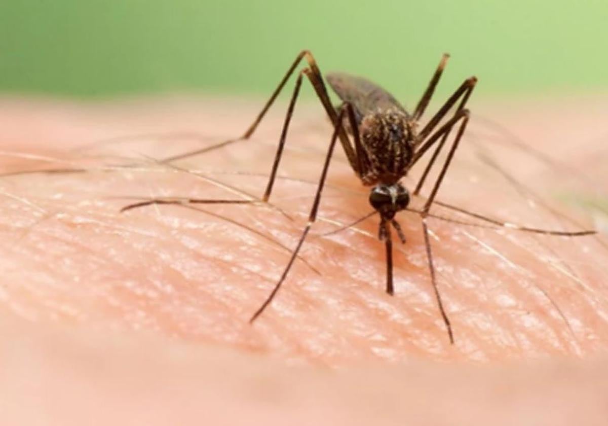 Un mosquito, en una imagen de archivo