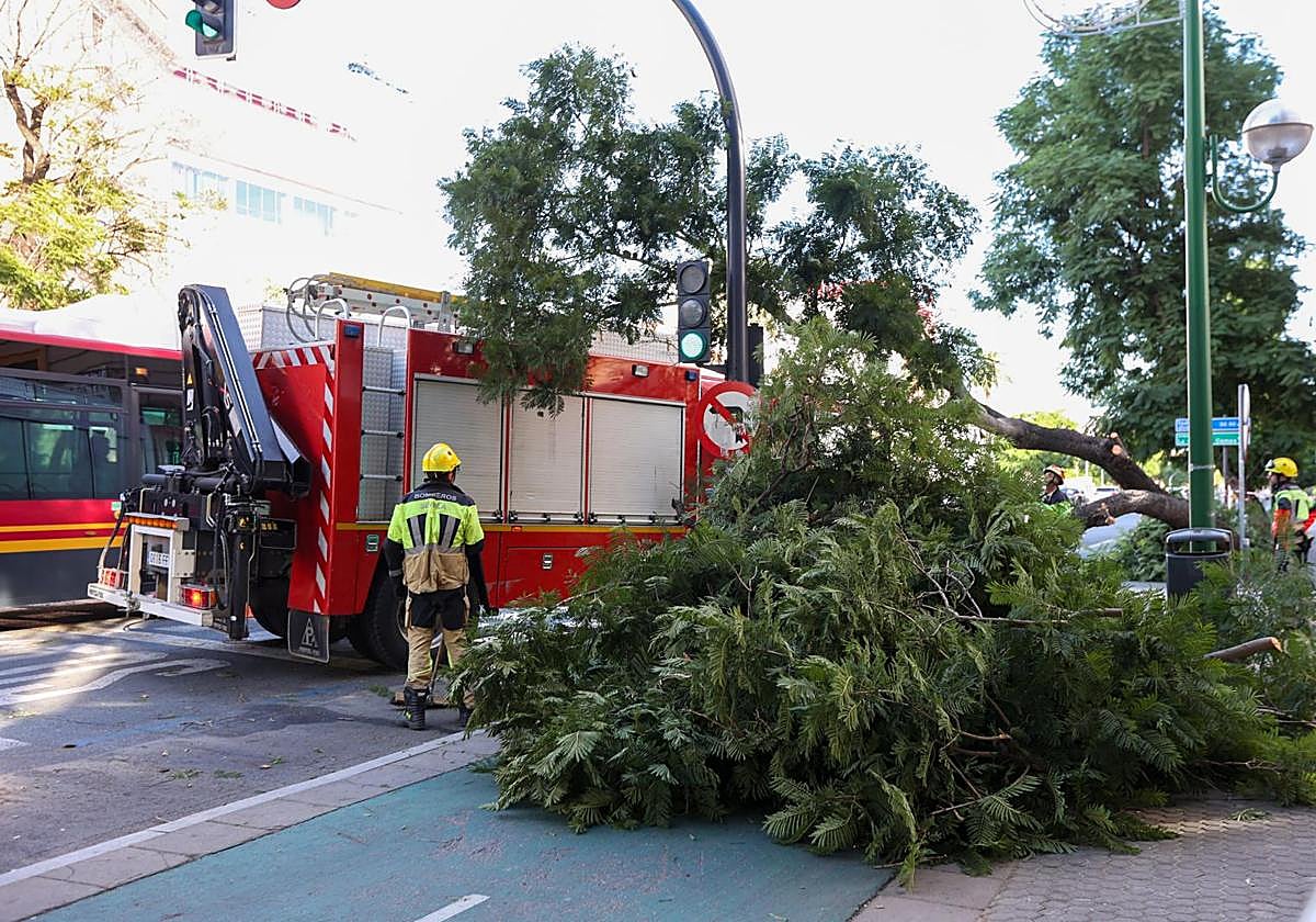 Imagen del árbol caído en Luis Montoto