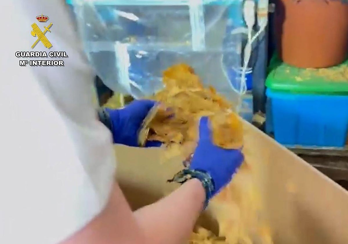 Parte del tabaco incautado por la Guardia Civil