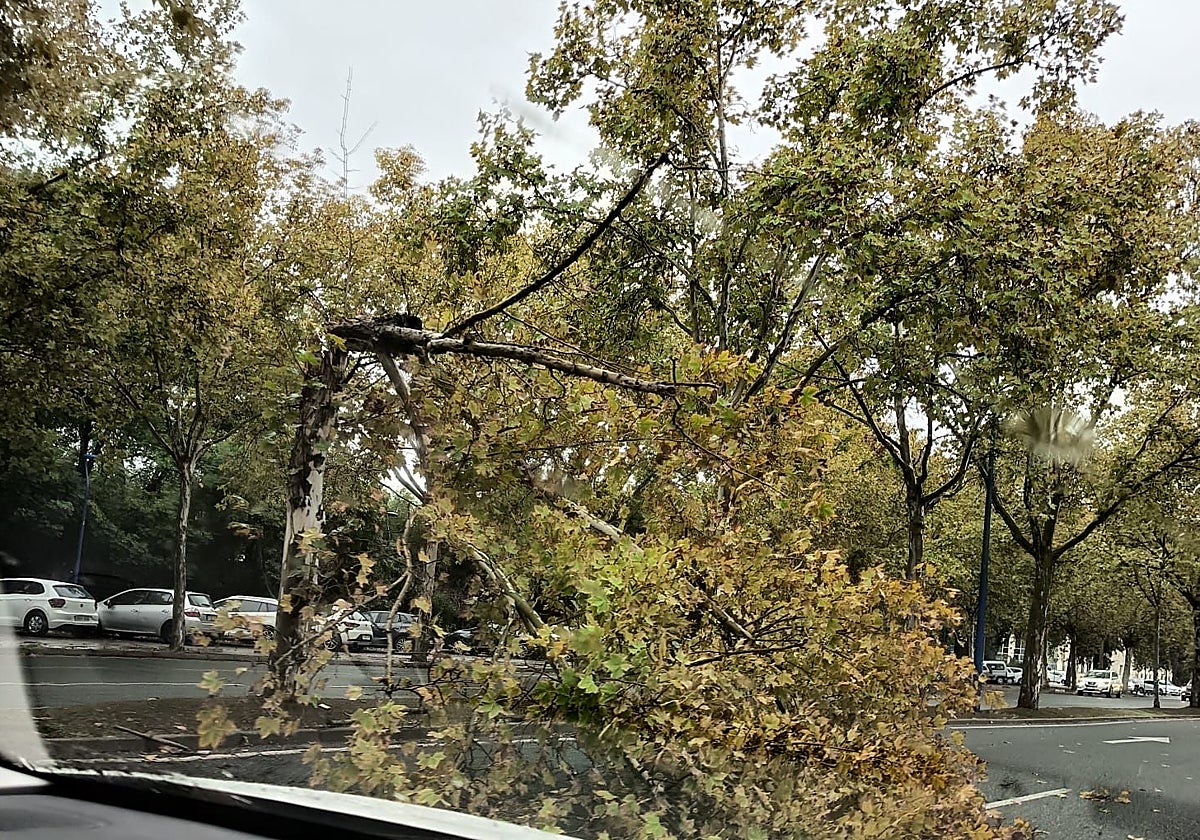 Un árbol obstaculiza la circulación en la avenida Carlos III