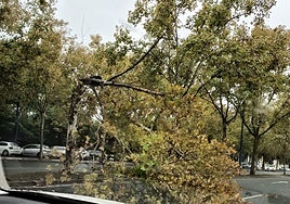 La caída de un árbol por el temporal en Sevilla obstaculiza el tráfico en la Cartuja