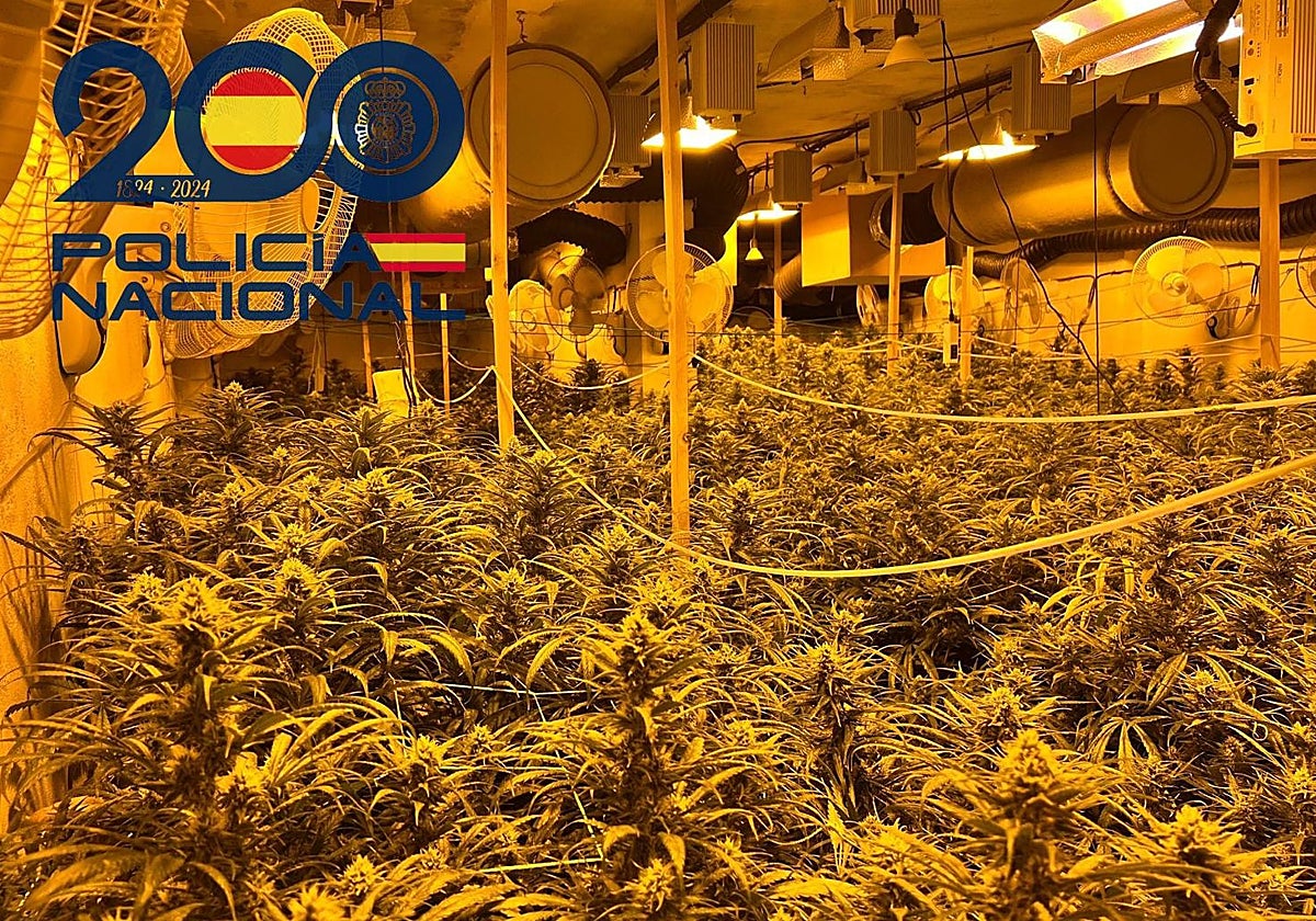 'Guardería' de marihuana en Sevilla