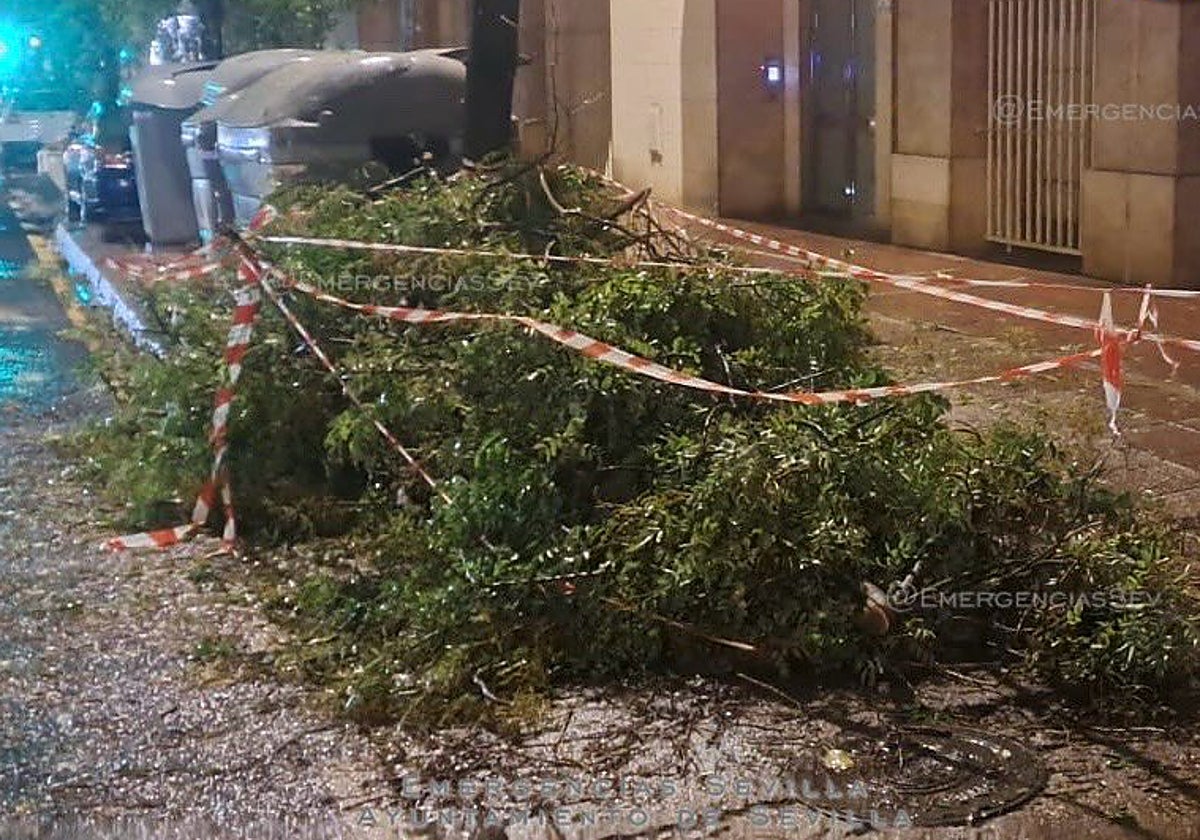 El árbol caído este sábado en Bueno Monreal