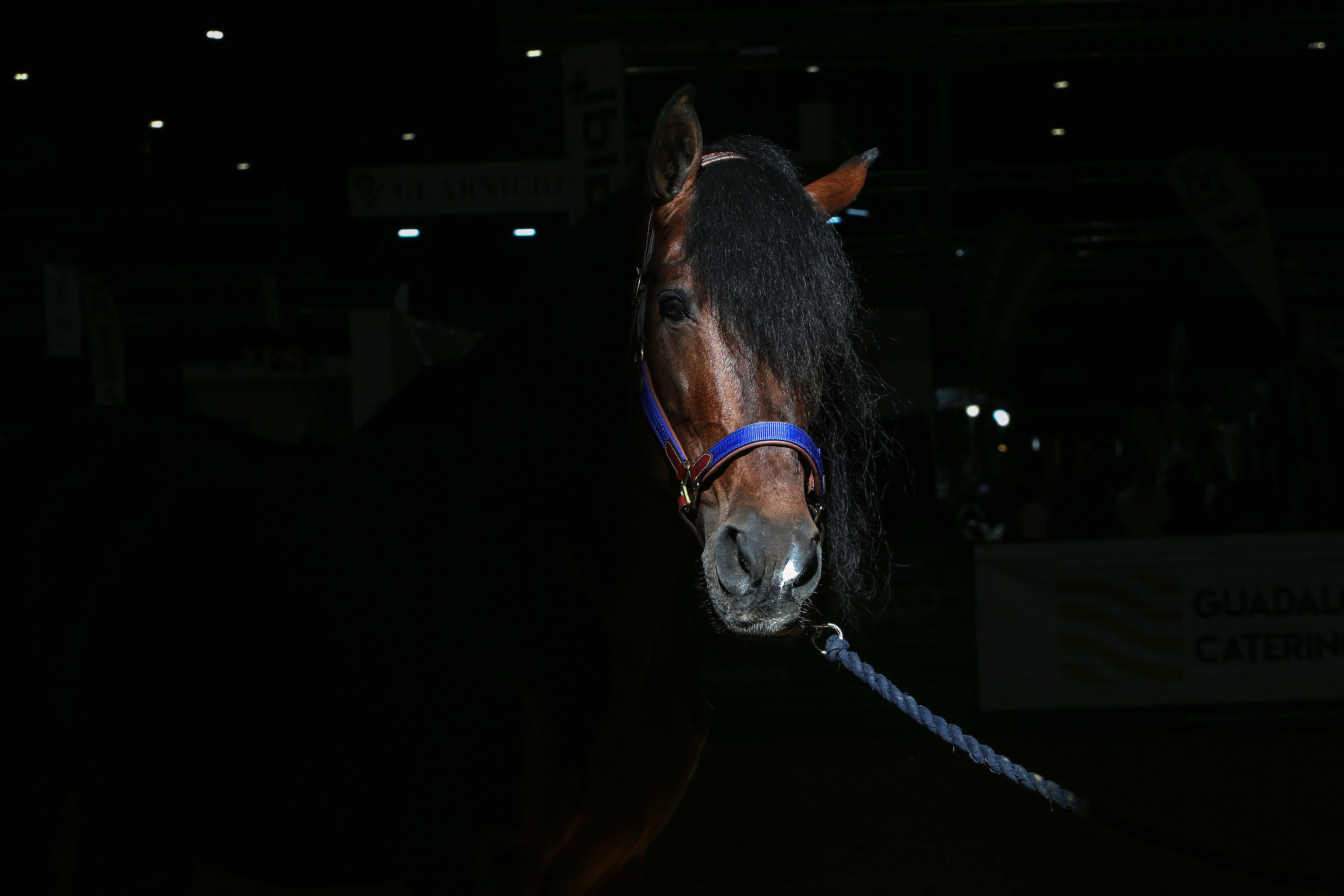 Las mejores imágenes de ambiente del primer día del Sicab