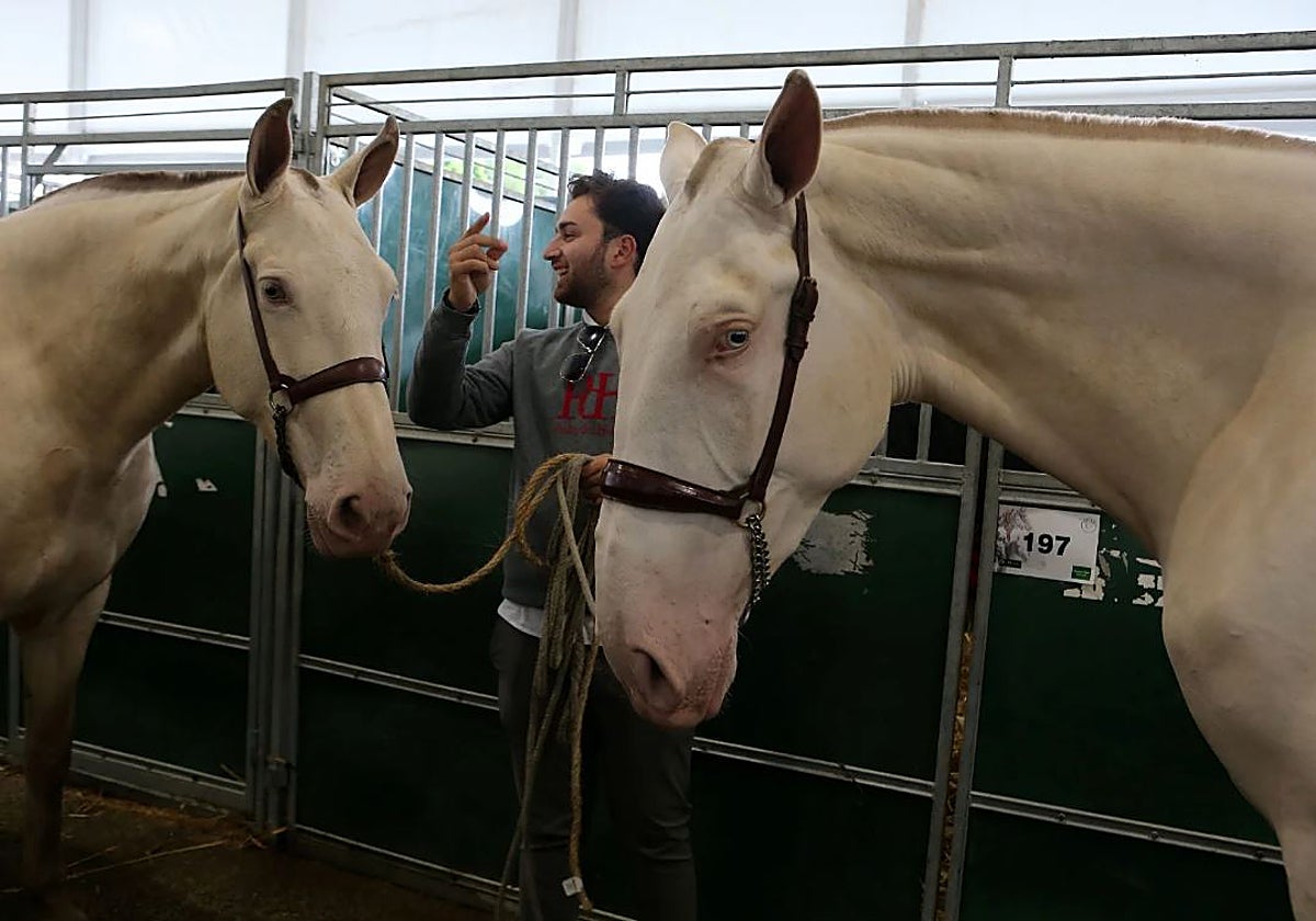 Dos caballos miran al objetivo en la última edición de Sicab celebrada en Sevilla, en 2024
