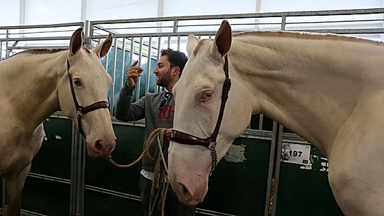 Arranca Sicab 2025: casi 900 caballos de Pura Raza Española repartidos entre 323 ganaderías