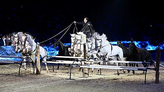 Lorenzo, el jinete francés que arrasa en Sicab: «El Pura Raza Española es de los caballos más bellos del mundo»