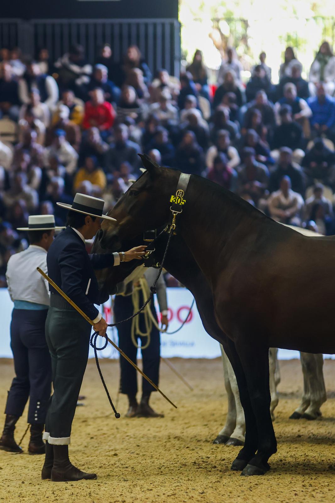 Penúltima jornada de Sicab en Sevilla: desde un campus de herraje hasta la visita de Juanma Moreno