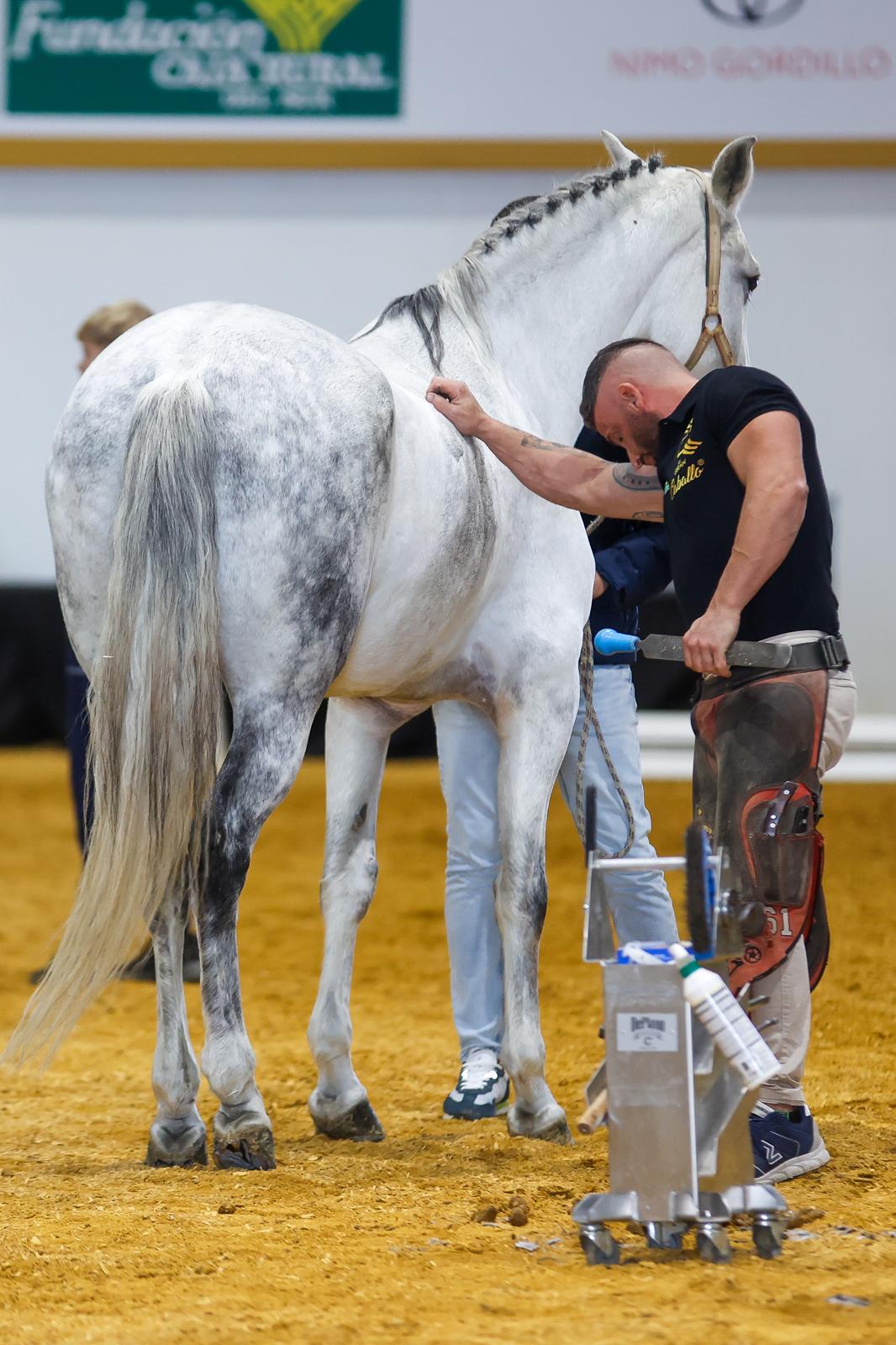 Penúltima jornada de Sicab en Sevilla: desde un campus de herraje hasta la visita de Juanma Moreno