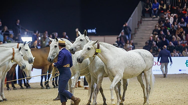 Sevilla es la provincia con más caballos de pura raza española del mundo