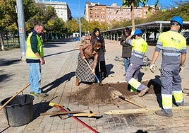 El Ayuntamiento gana sombra en Sevilla con la plantación de 6.500 árboles y palmeras y casi 15.000 arbustos