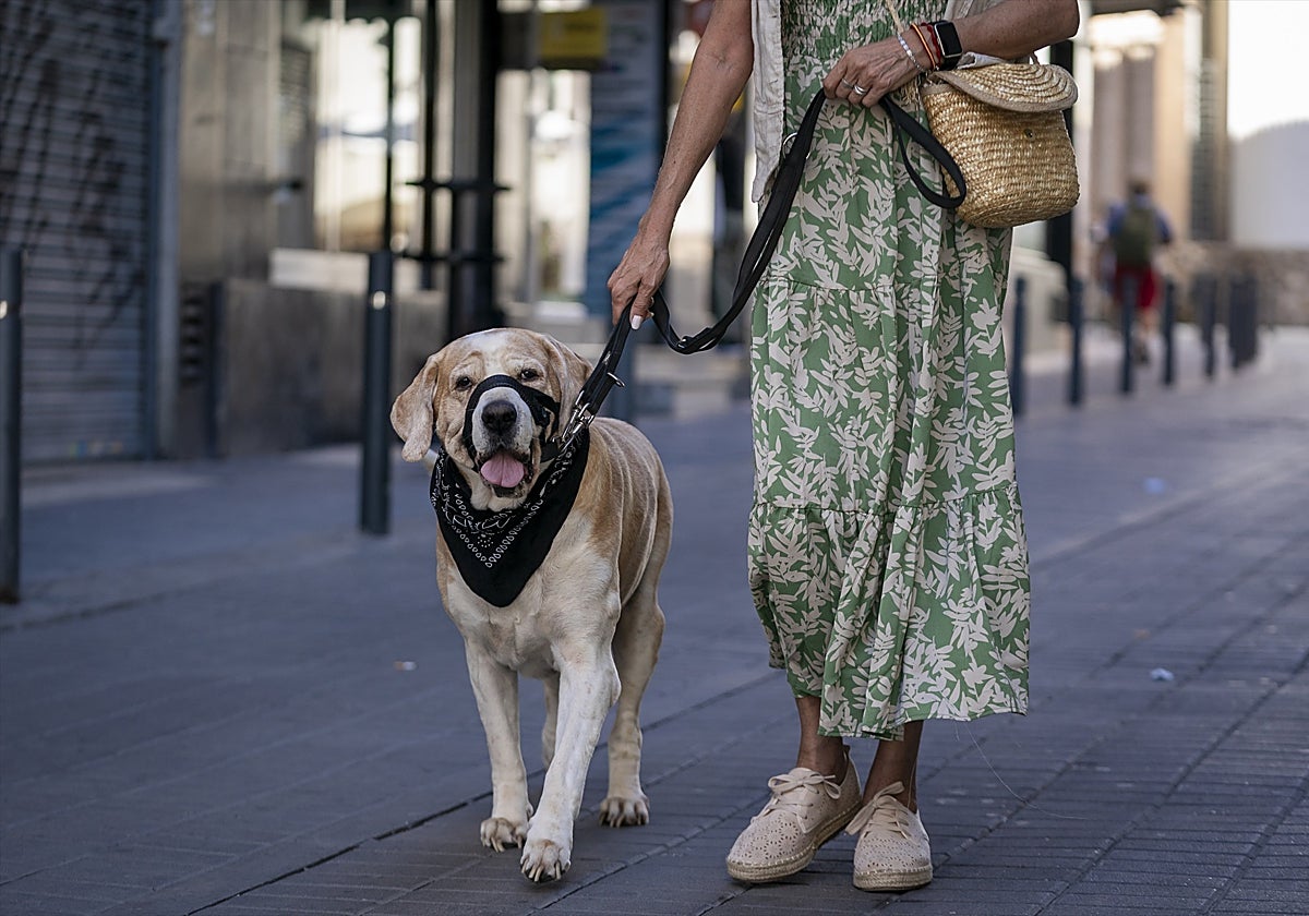 Una mujer pasea a un perro el día en el que entra en vigor la Ley del Bienestar Animal, a 29 de septiembre de 2023