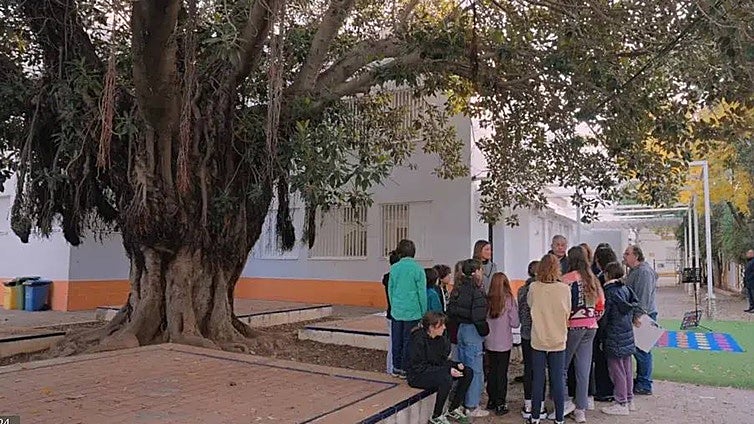 El ficus del CEIP Huerta de Santa Marina busca votos para convertirse en Árbol del Año 2026 y representar a Sevilla en Europa