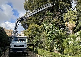 El Ayuntamiento sustituirá un ejemplar de robinia pseudoacacia de los Jardines de Murillo talado por seguridad