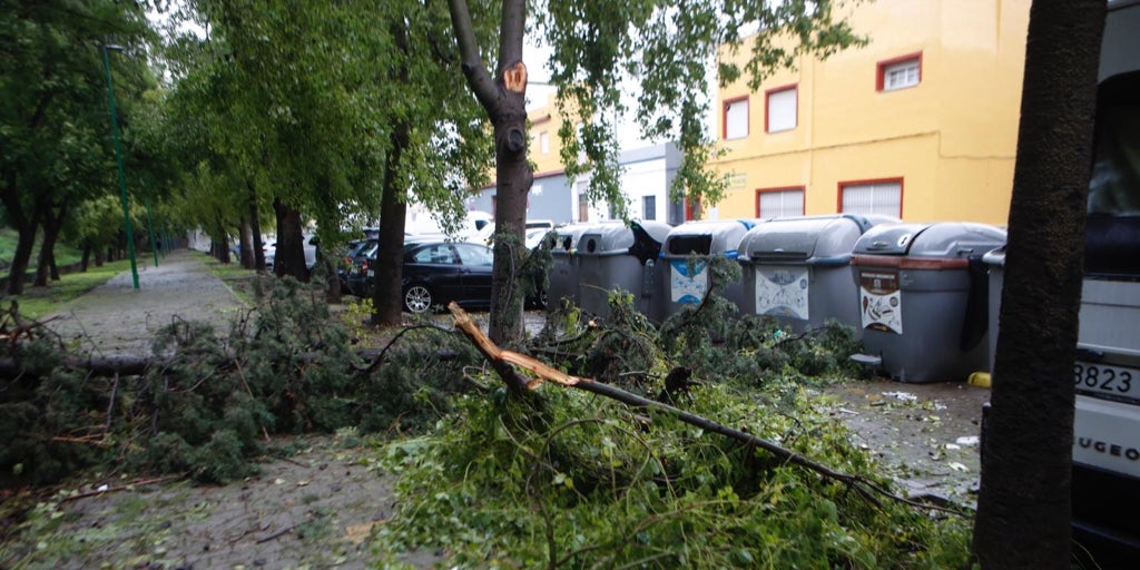 Las cuatro borrascas que afectaron a Sevilla derribaron 376 árboles en total: 250 cayeron en la Zona Norte