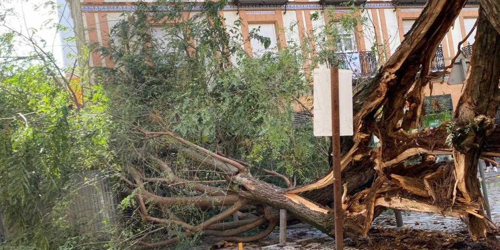 Cae un árbol de grandes dimensiones en la calle San Jacinto de Triana por el fuerte viento