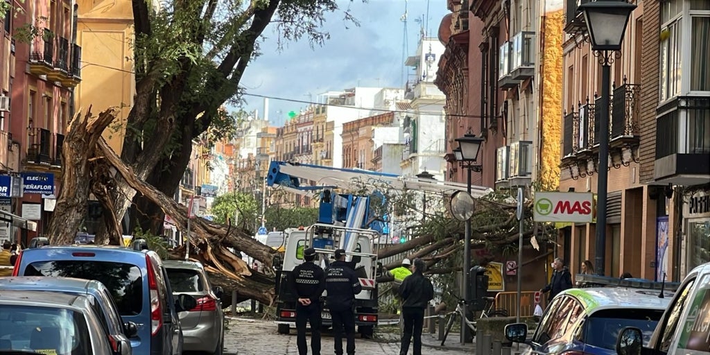 El viento tumba un árbol de grandes dimensiones en la calle San Jacinto de Sevilla
