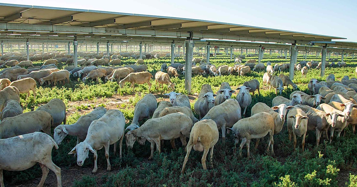 Las energías renovables rompen mitos sobre su impacto en el entorno rural