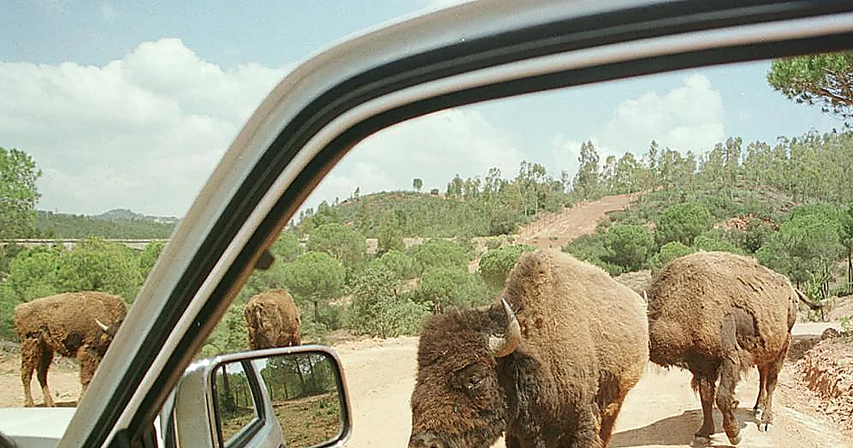 El Castillo de las Guardas toma medidas drásticas con los visitantes: «Hemos apartado a los animales del tráfico»