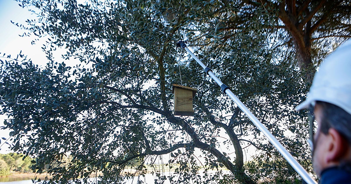 Las trampas de mosquitos detectan un repunte de la circulación de virus del Nilo en Sevilla al inicio del a primavera