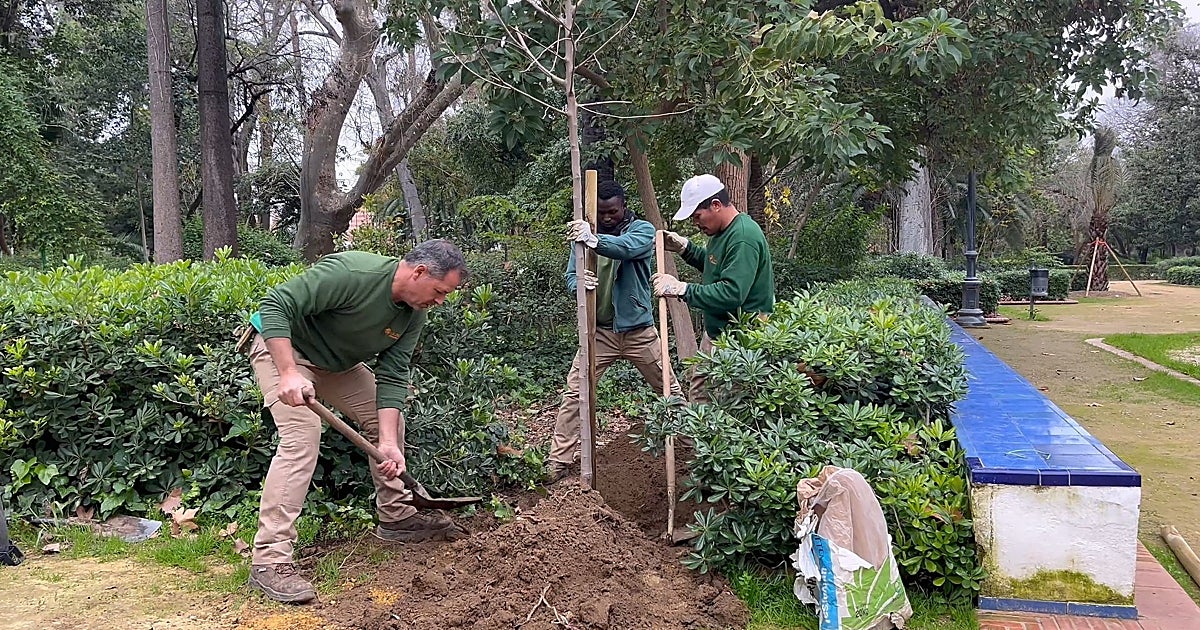 El Parque de María Luisa recupera su aspecto histórico con la plantación de 450 árboles