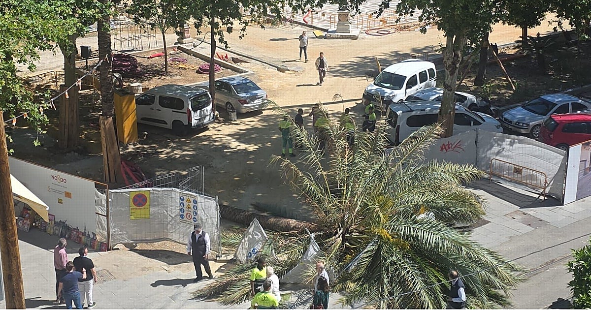 Cae una palmera de la Plaza Nueva de Sevilla