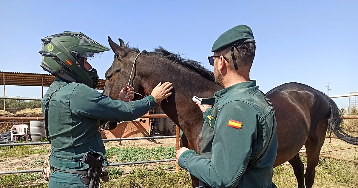 La Guardia Civil frena una pelea en el camino del Rocío, auxilia a un herido y localiza un caballo perdido