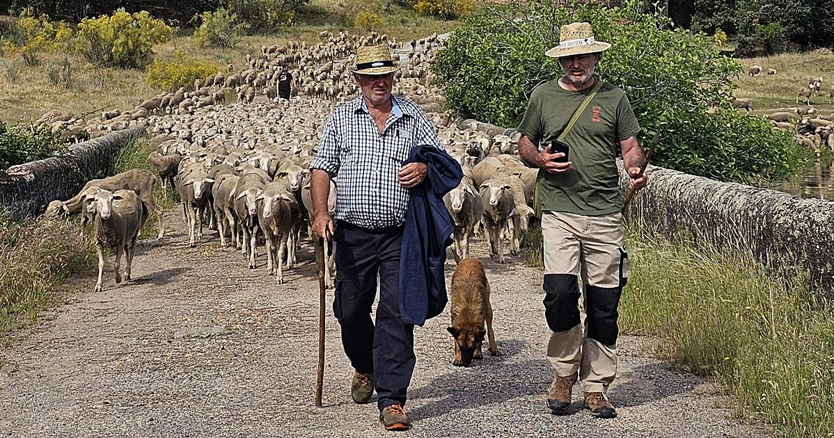 Un pastor sevillano guía 1.500 ovejas desde Cáceres a León entre parajes espectaculares y noches al raso