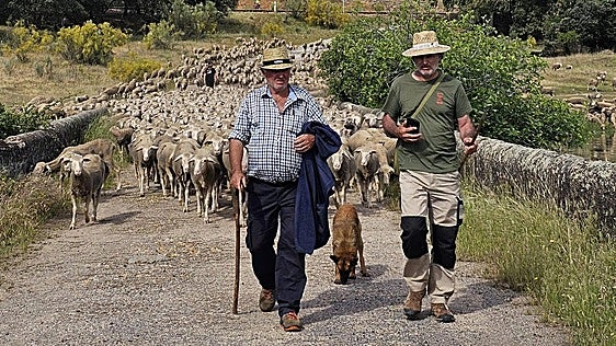 Un pastor sevillano guía 1.500 ovejas desde Cáceres a León entre parajes espectaculares y noches al raso