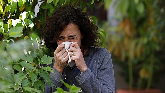 La alergia se dispara en Sevilla: estas son las peores horas para salir a la calle